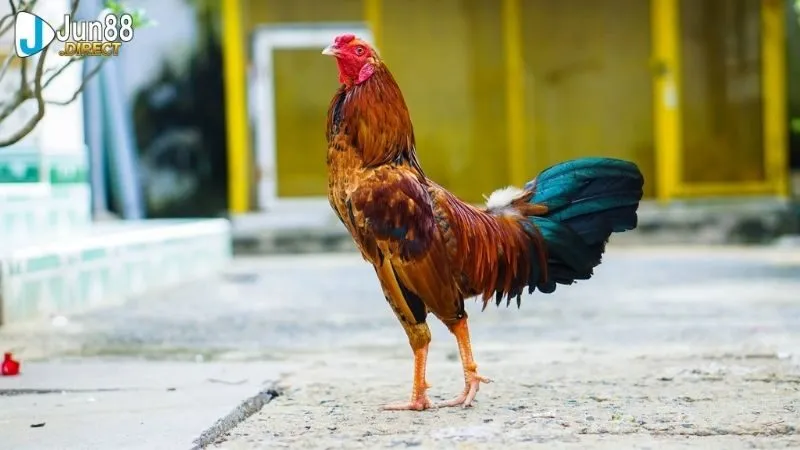 gà chọi đẹp nhất thế giớ